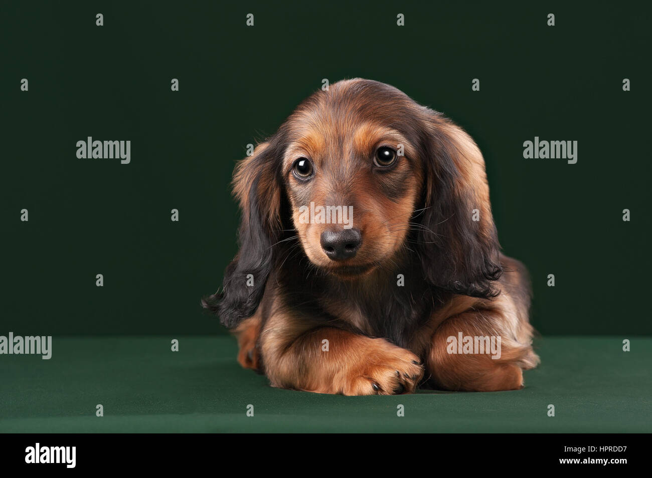 Healthy young longhaired dachshund dog puppy on green background in studio. Stock Photo