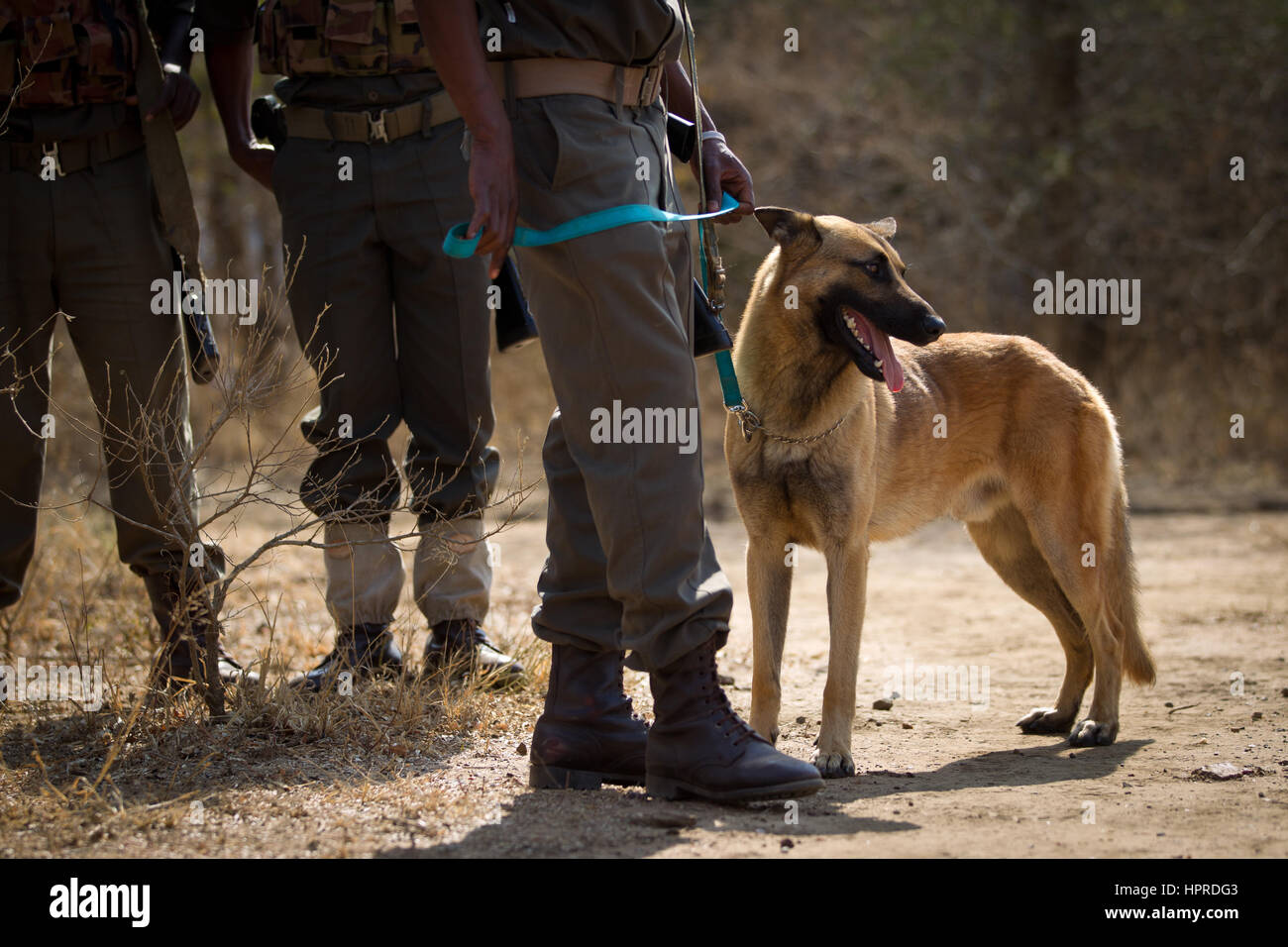 Belgian malinois dogs are used by anti-poaching patrols in Kruger National Park South Africa. They have been used to fight rhino poachers. Stock Photo