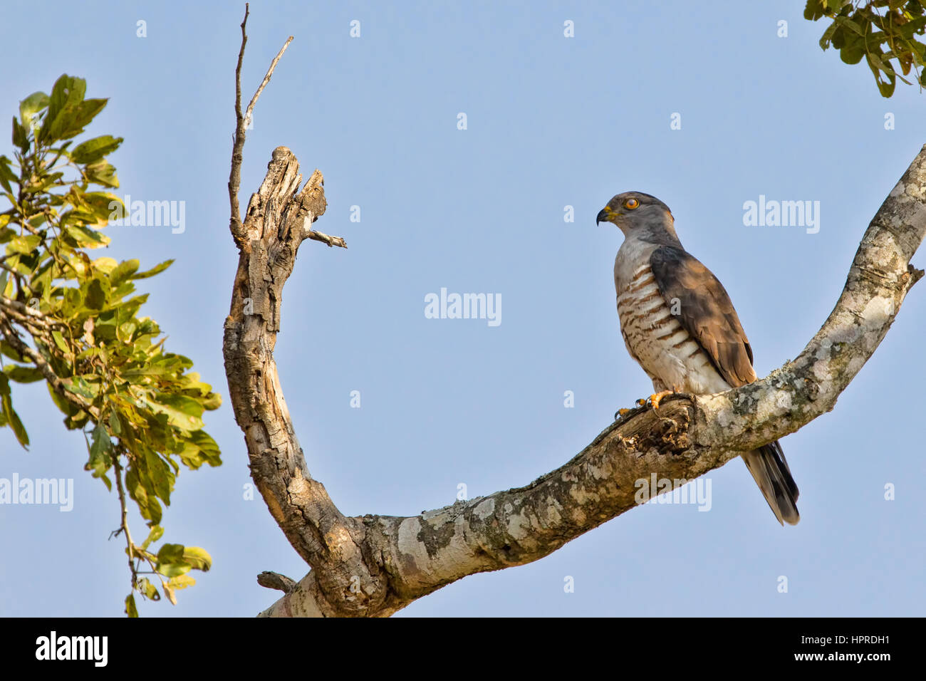 African cuckoo-hawk, Aviceda cuculoides, is a rare and exciting sighting for birders in Kruger National Park, South Africa. Stock Photo