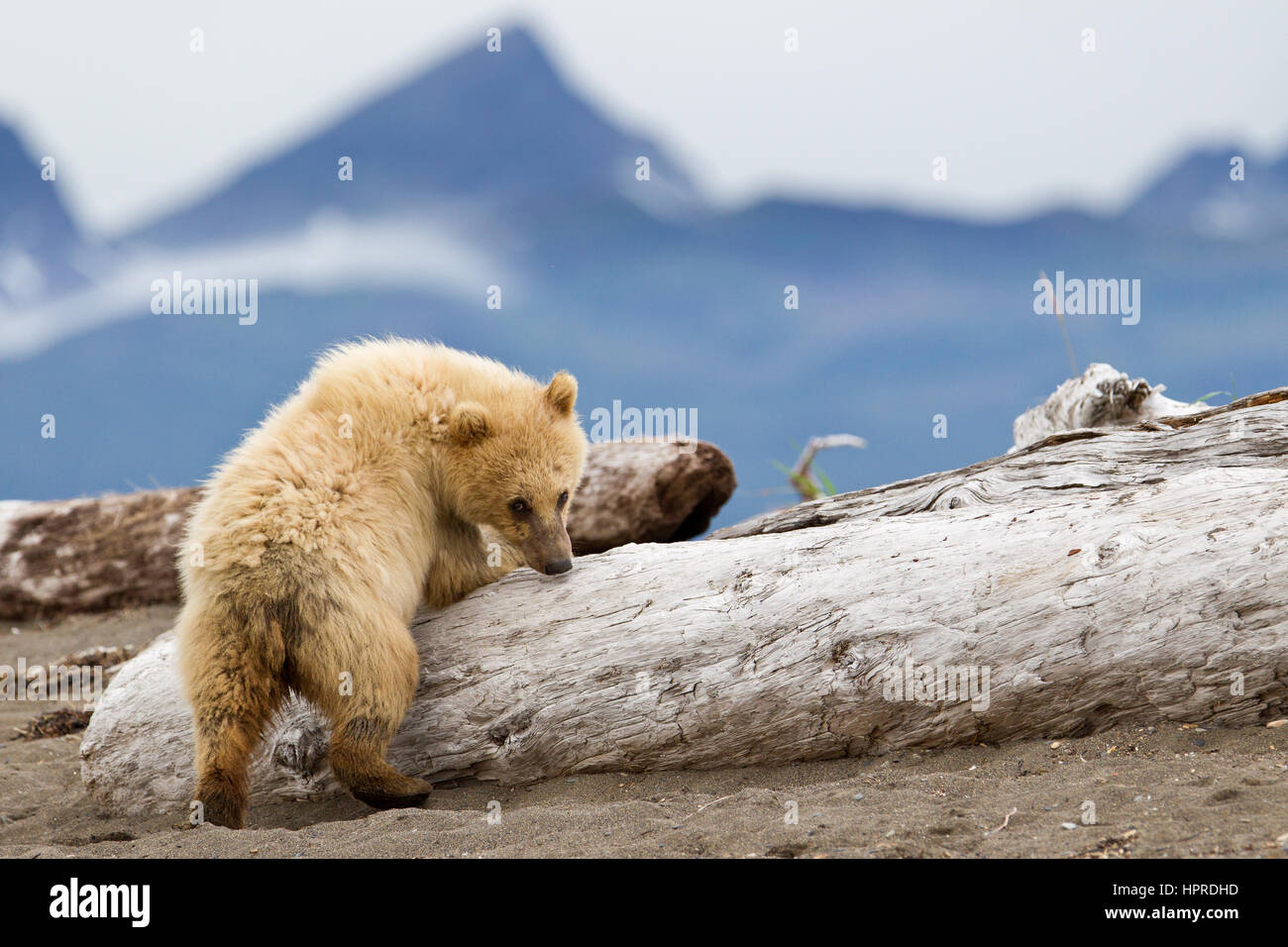 A young brown bear cub is curious about tourists on a bear viewing trip to the beach of Hallo Bay, Katmai National Park, Alaska, United States. Stock Photo