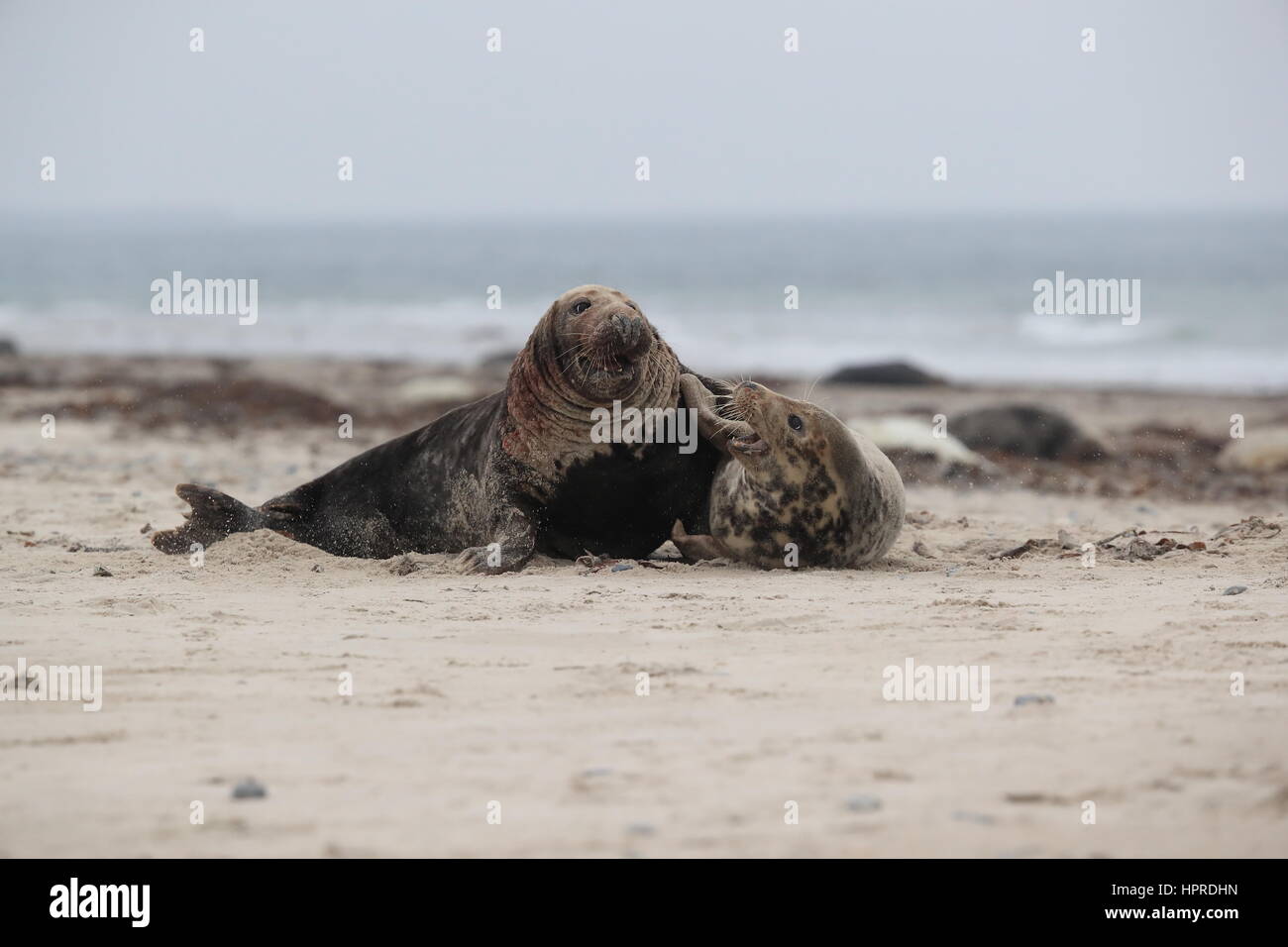 Grey Seal (Halichoerus grypus) Male and female mating on beach island Helgoland Germany Stock Photo