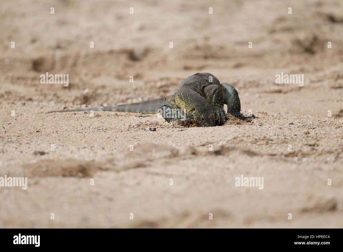 A monitor lizard or leguan, Varanus niloticus, explores a dry riverbed is search of food in Kruger National Park, South Africa. Stock Photo