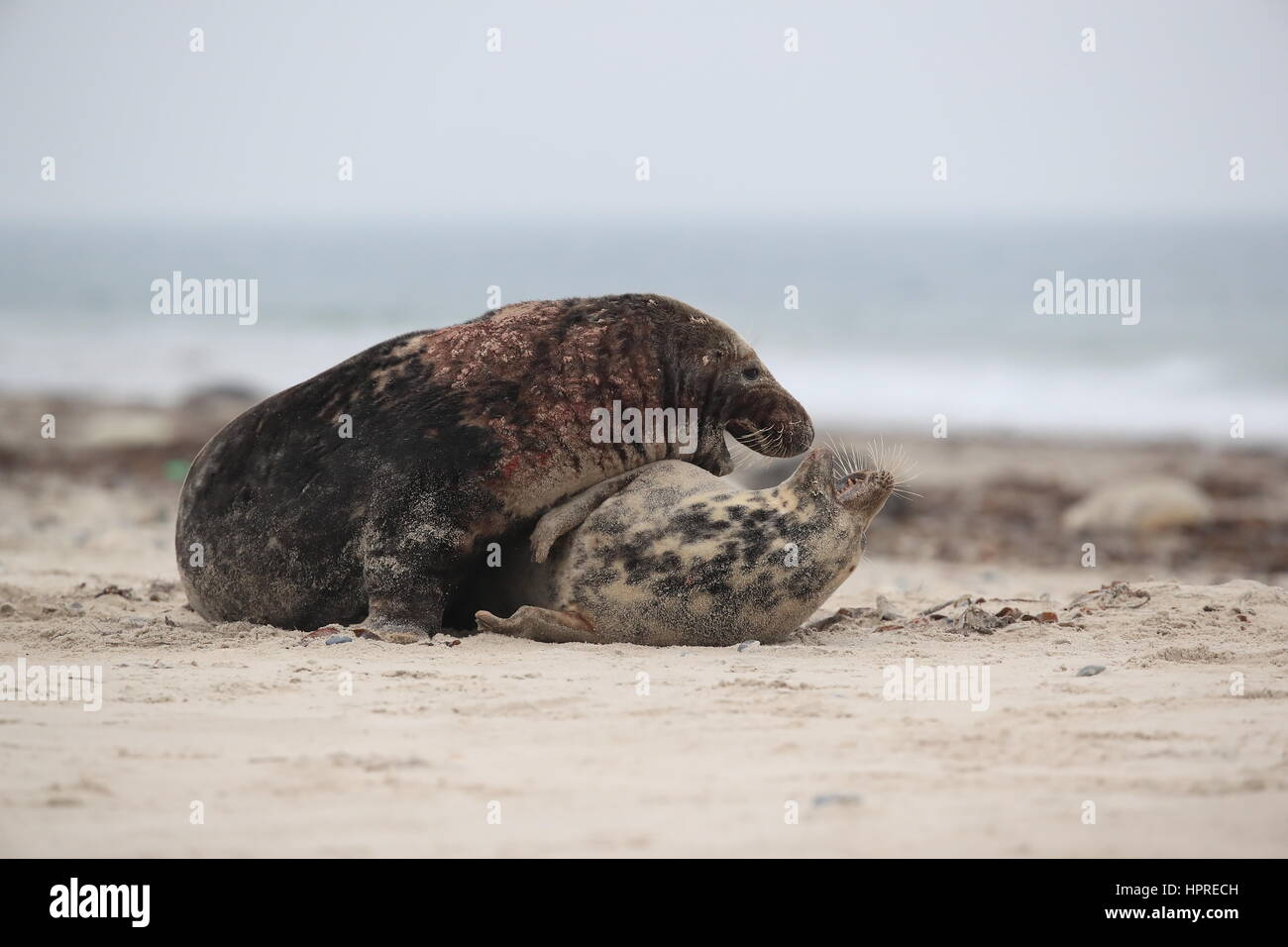 Grey Seal (Halichoerus grypus) Male and female mating on beach island Helgoland Germany Stock Photo