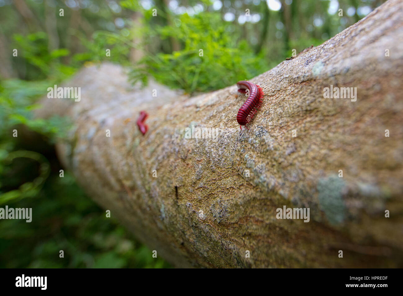 Red millipedes, centrobolus fulgidus, explore a fallen acacia karroo tree in search of food in the coastal forests around Richards Bay, South Africa. Stock Photo