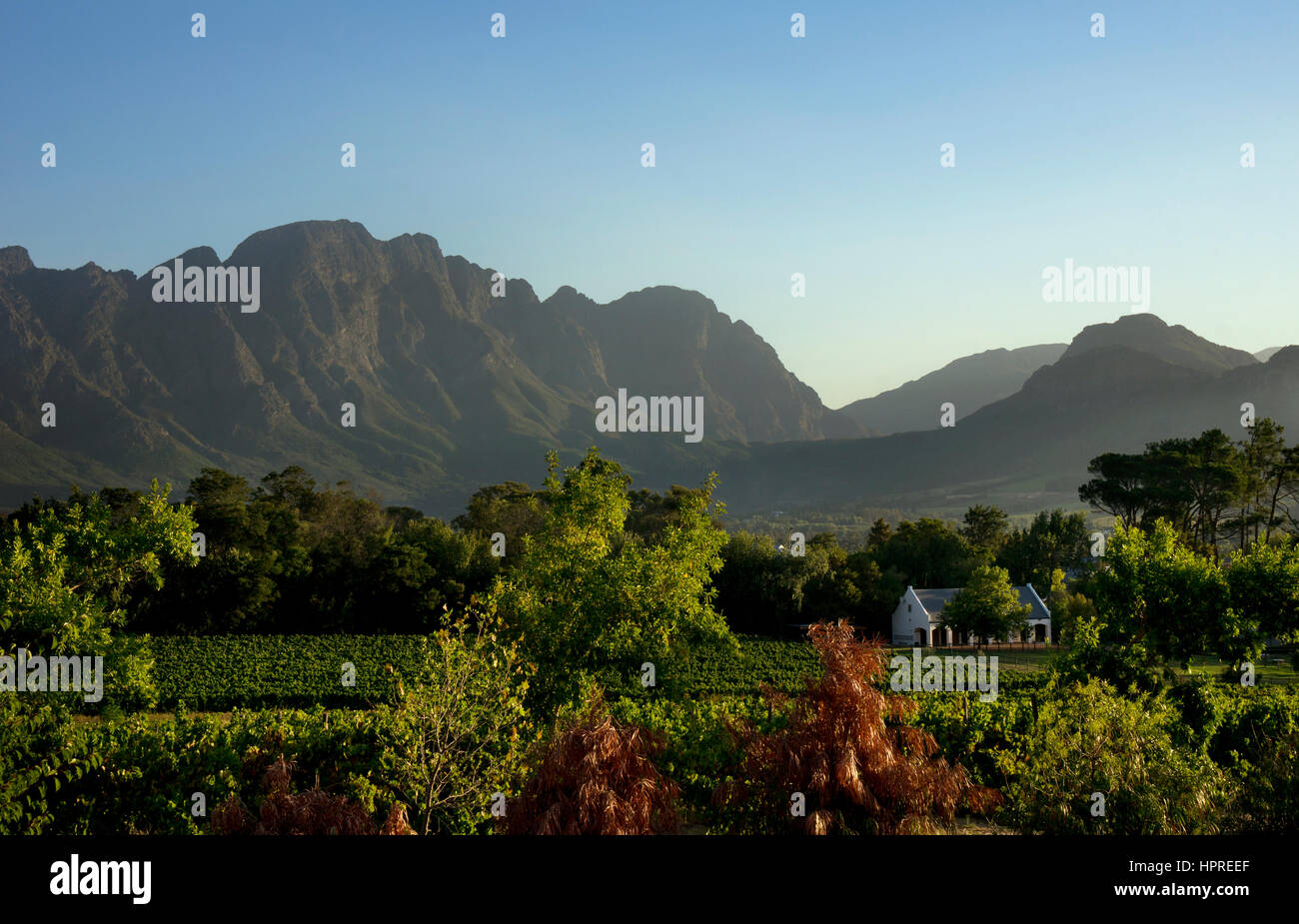 Vineyard and mountain backdrop in late afternoon light at Franschhoek,South Africa Stock Photo