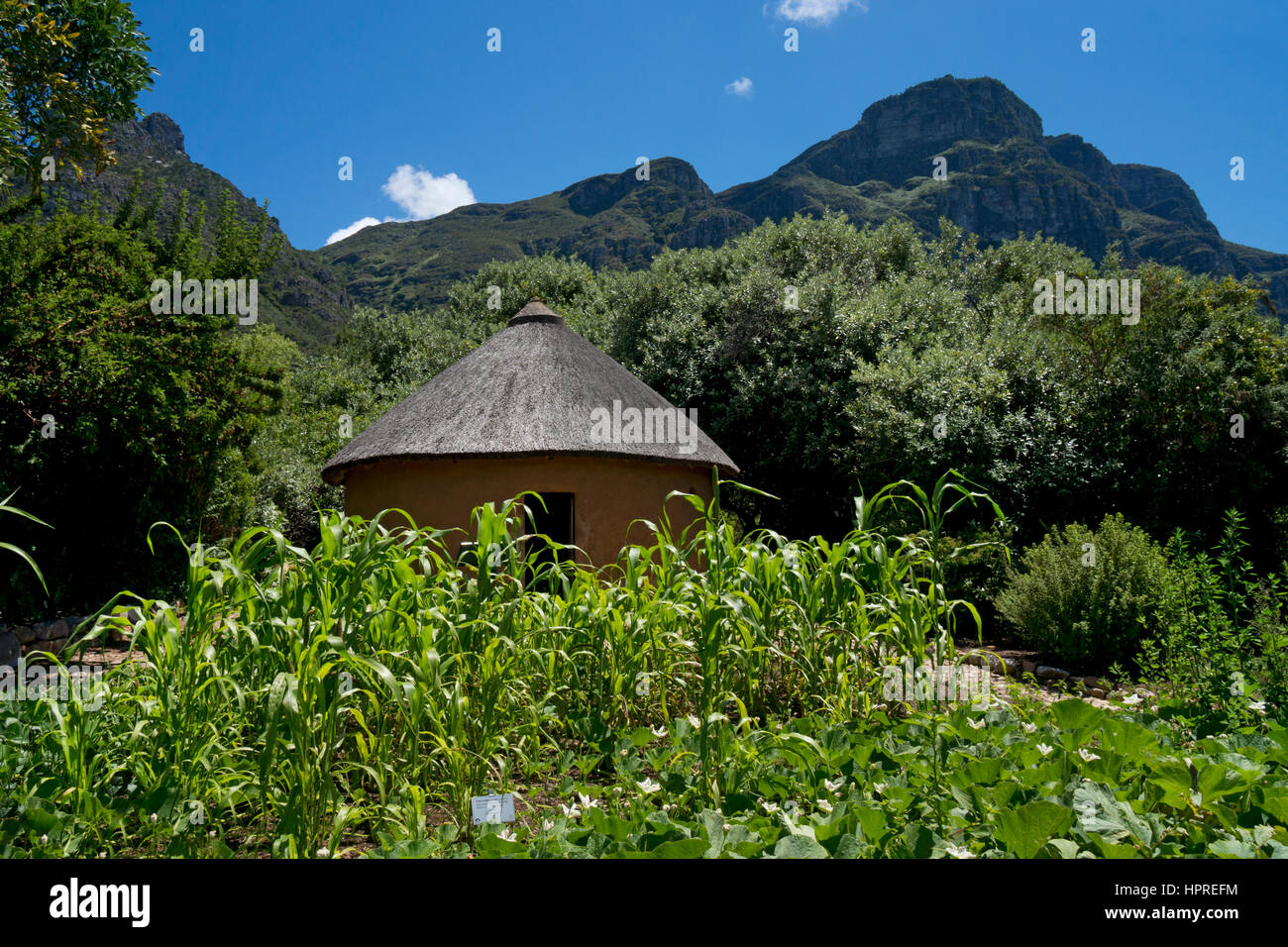 Kirstenbosch National Botanical garden,Cape Town,South Africa Stock Photo