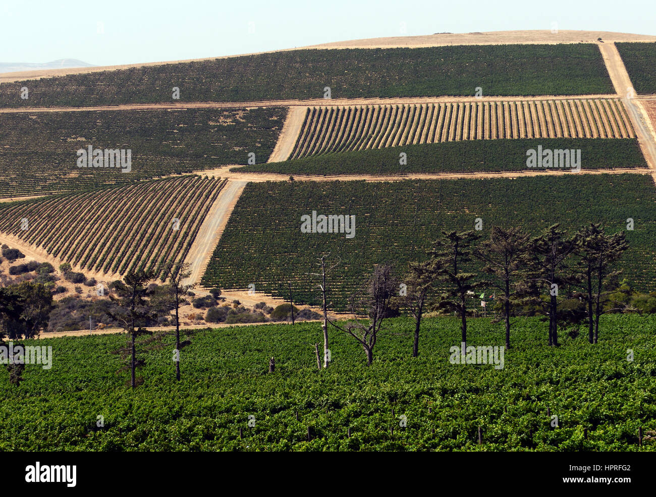 The vinyards at Durbanville hills winery estate near Cape Town, South Africa. Stock Photo
