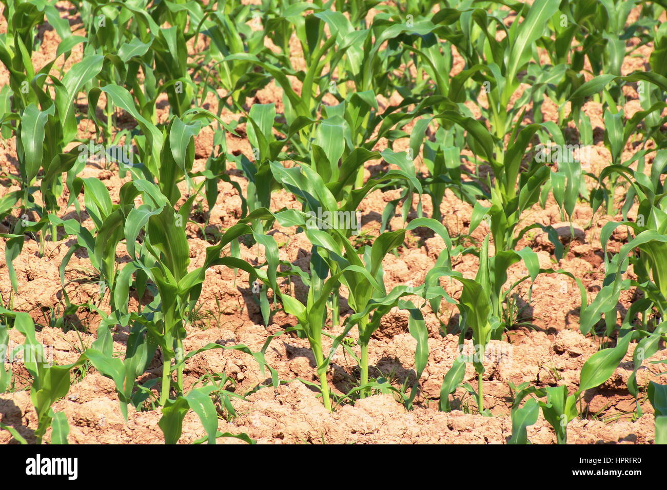 Corn growing in Cornfield, Thailand Stock Photo Alamy