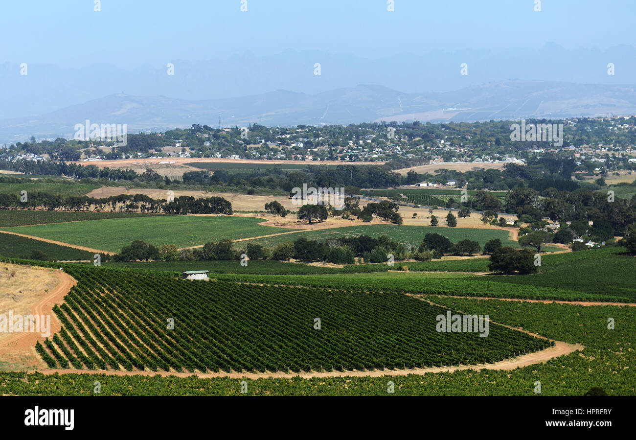 The vinyards at Durbanville hills winery estate near Cape Town, South Africa. Stock Photo