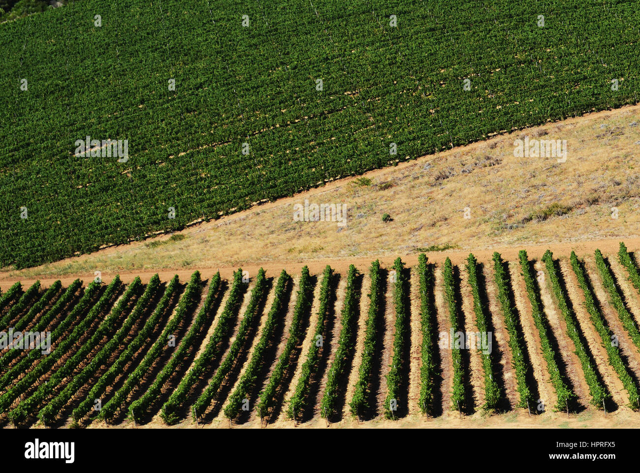 Vineyards by the Blomendal wine estate and restaurant near Cape Town, South Africa. Stock Photo