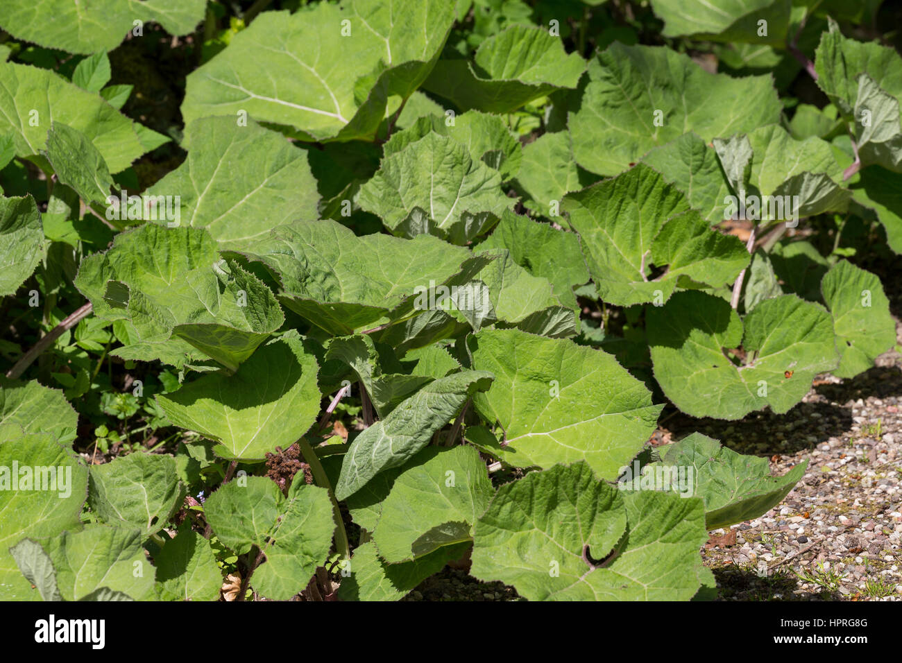 Gewöhnliche Pestwurz, Pest-Wurz, Blatt, Blätter erscheinen nach der Blüte, Petasites hybridus, Butterbur, Umbrella Plant Stock Photo