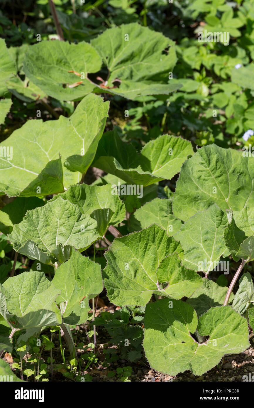 Gewöhnliche Pestwurz, Pest-Wurz, Blatt, Blätter erscheinen nach der Blüte, Petasites hybridus, Butterbur, Umbrella Plant Stock Photo