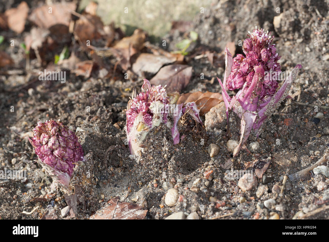 Gewöhnliche Pestwurz, Pest-Wurz, Blüte, Petasites hybridus, Butterbur, Umbrella Plant Stock Photo