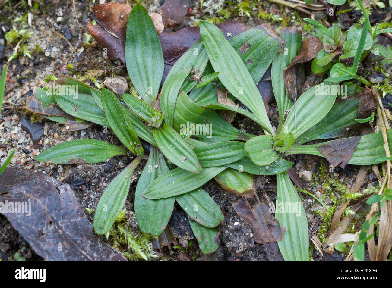 Spitz-Wegerich, Blatt, Blätter, Blattrosette, Spitzwegerich, Wegerich, Plantago lanceolata, English Plantain, Ribwort Stock Photo