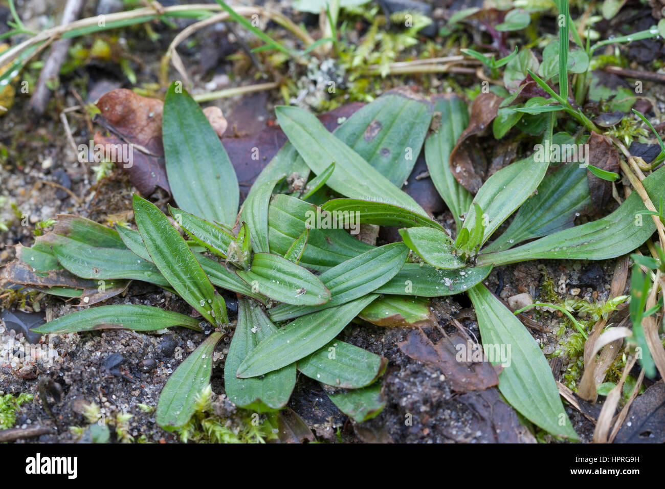 Spitz-Wegerich, Blatt, Blätter, Blattrosette, Spitzwegerich, Wegerich, Plantago lanceolata, English Plantain, Ribwort Stock Photo