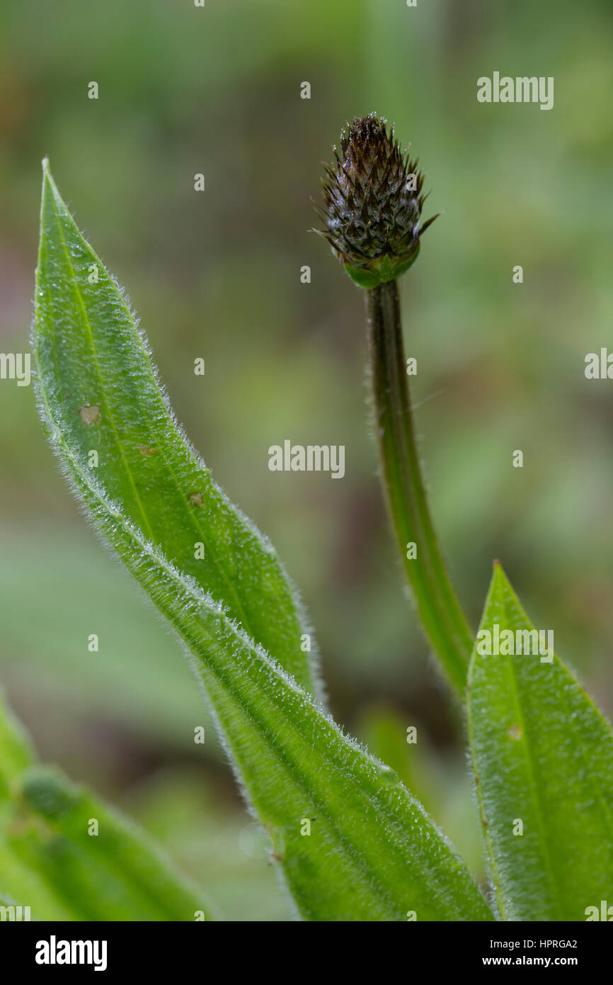 Spitz-Wegerich, Spitzwegerich, Blütenknospe, Wegerich, Plantago lanceolata, English Plantain, Ribwort Stock Photo