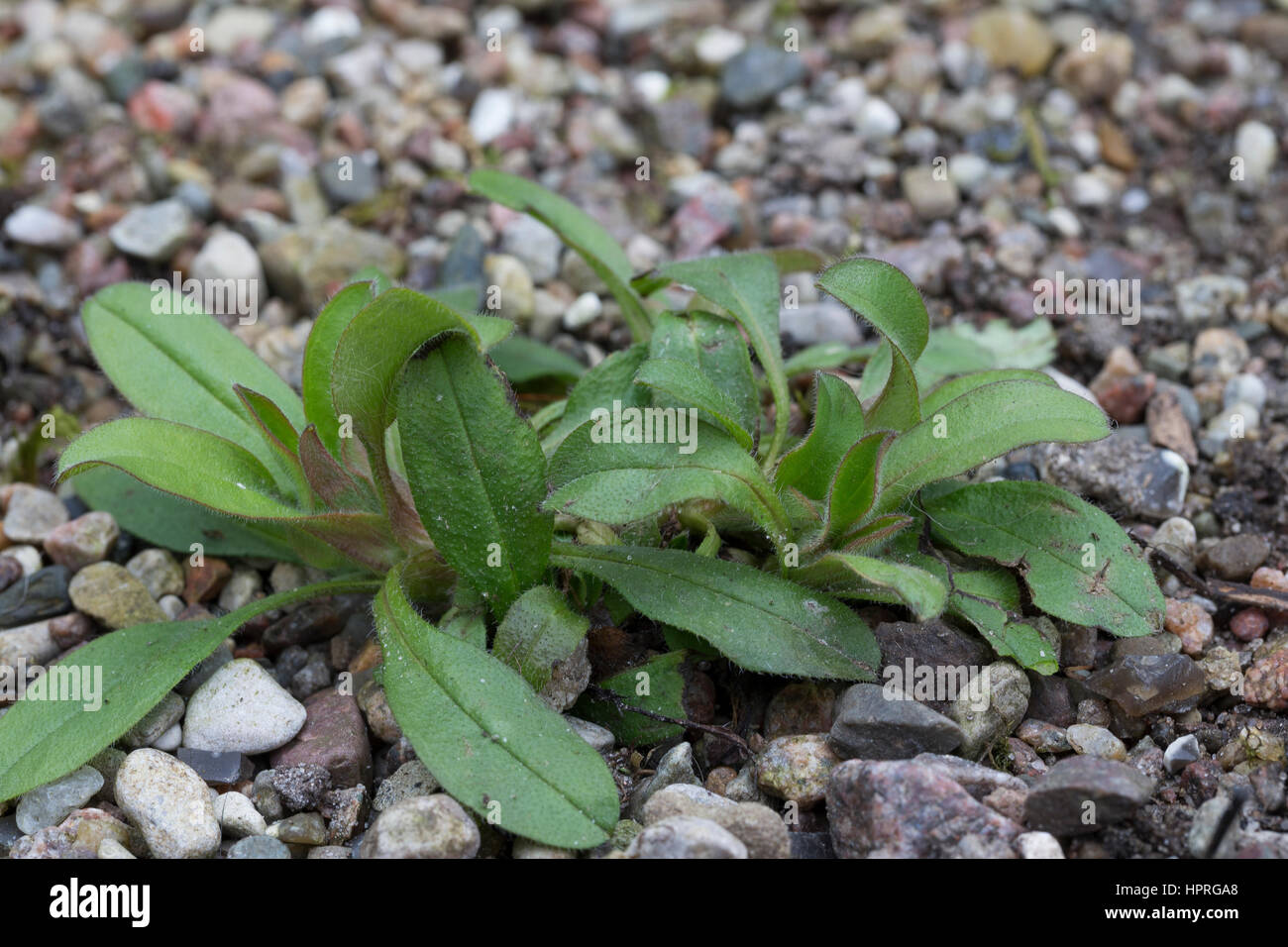Vergissmeinnicht, Blatt, Blätter vor der Blüte, Myosotis spec., forget-me-not, scorpion grass Stock Photo