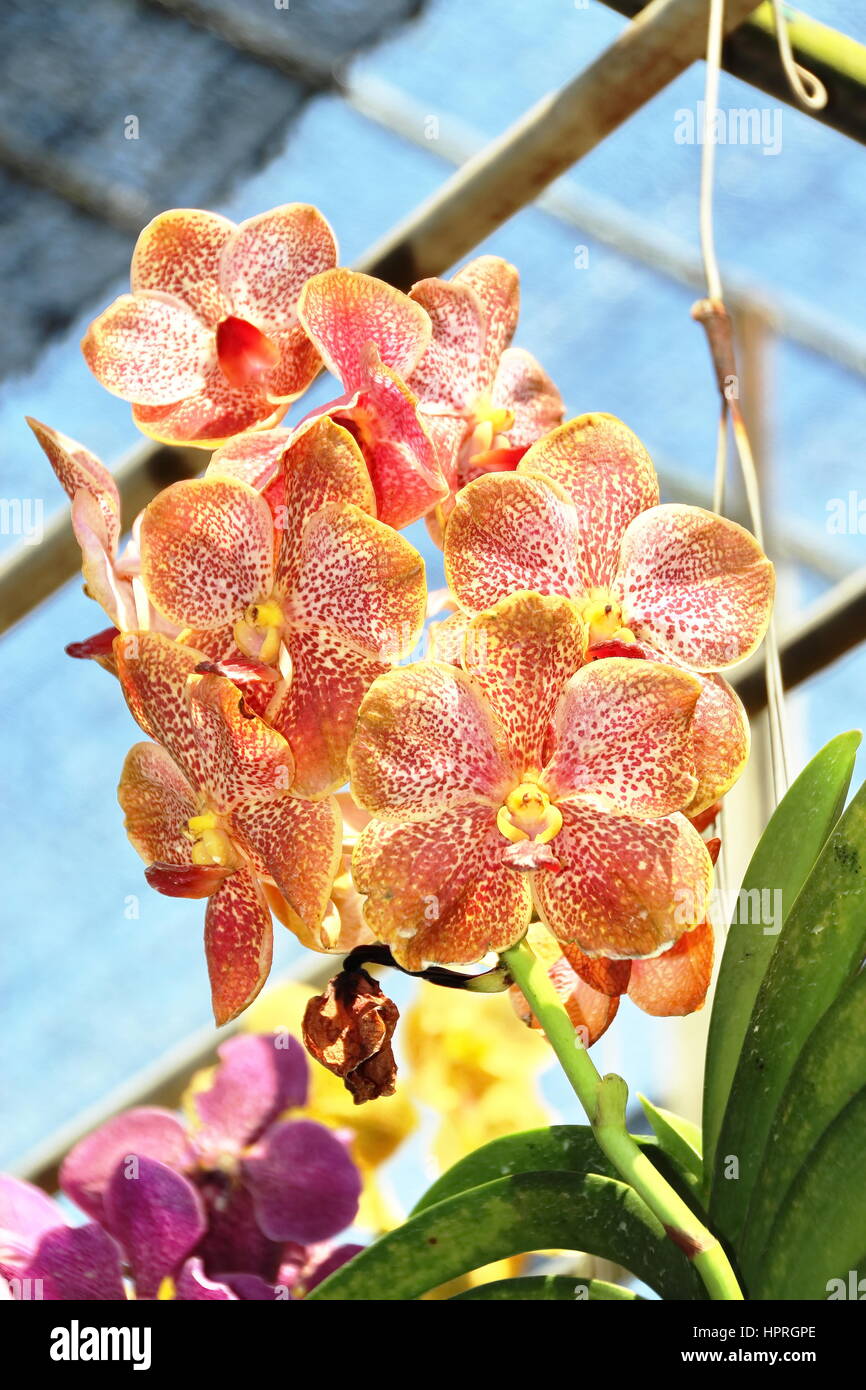 Thai Orchid in the farm Stock Photo