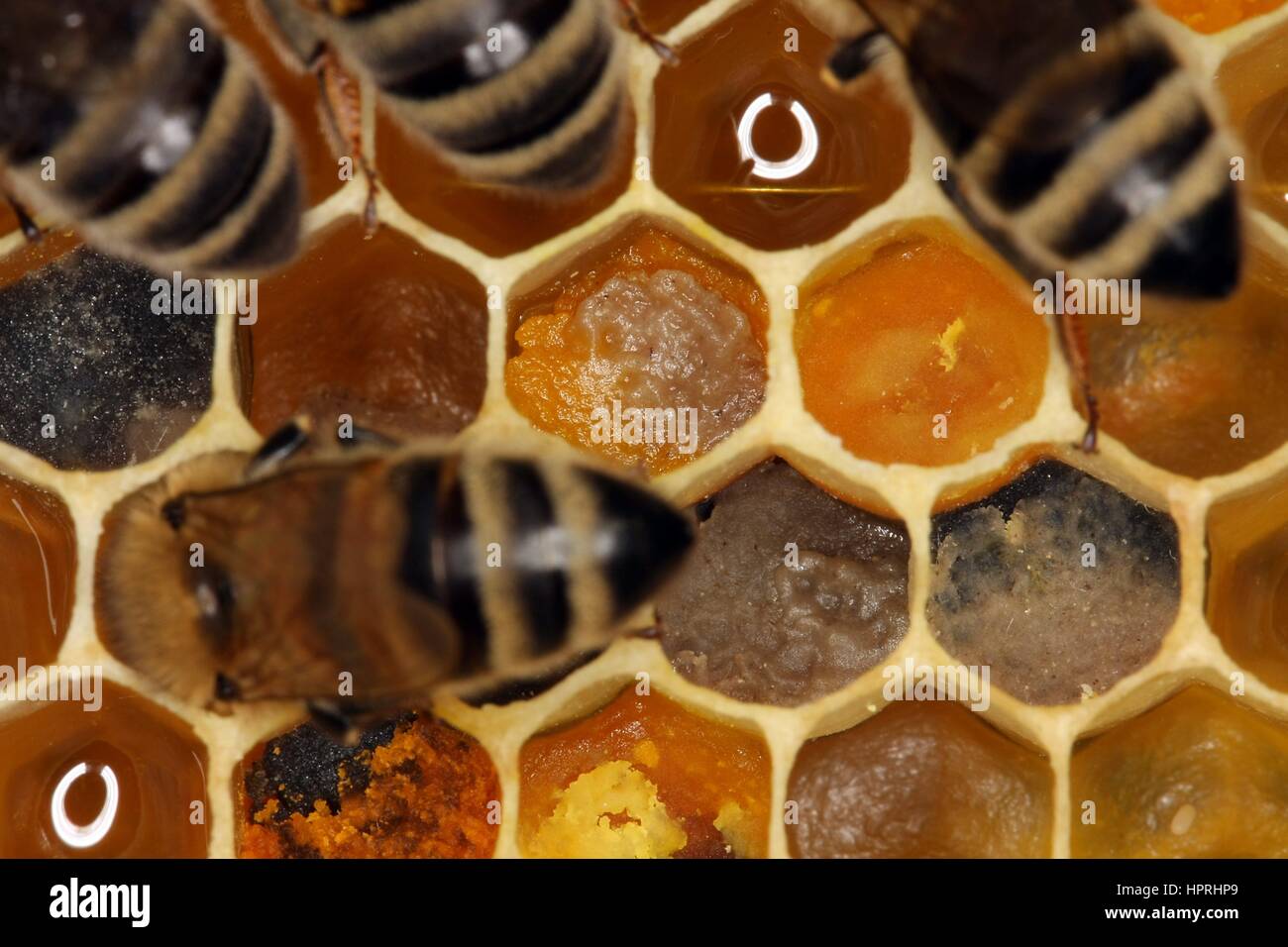 A queen bee on a newly built comb of honeybees (Apis mellifera). The ...