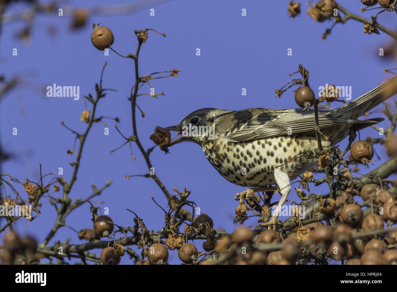 Song Thrush, january 2017 | usage worldwide Stock Photo - Alamy