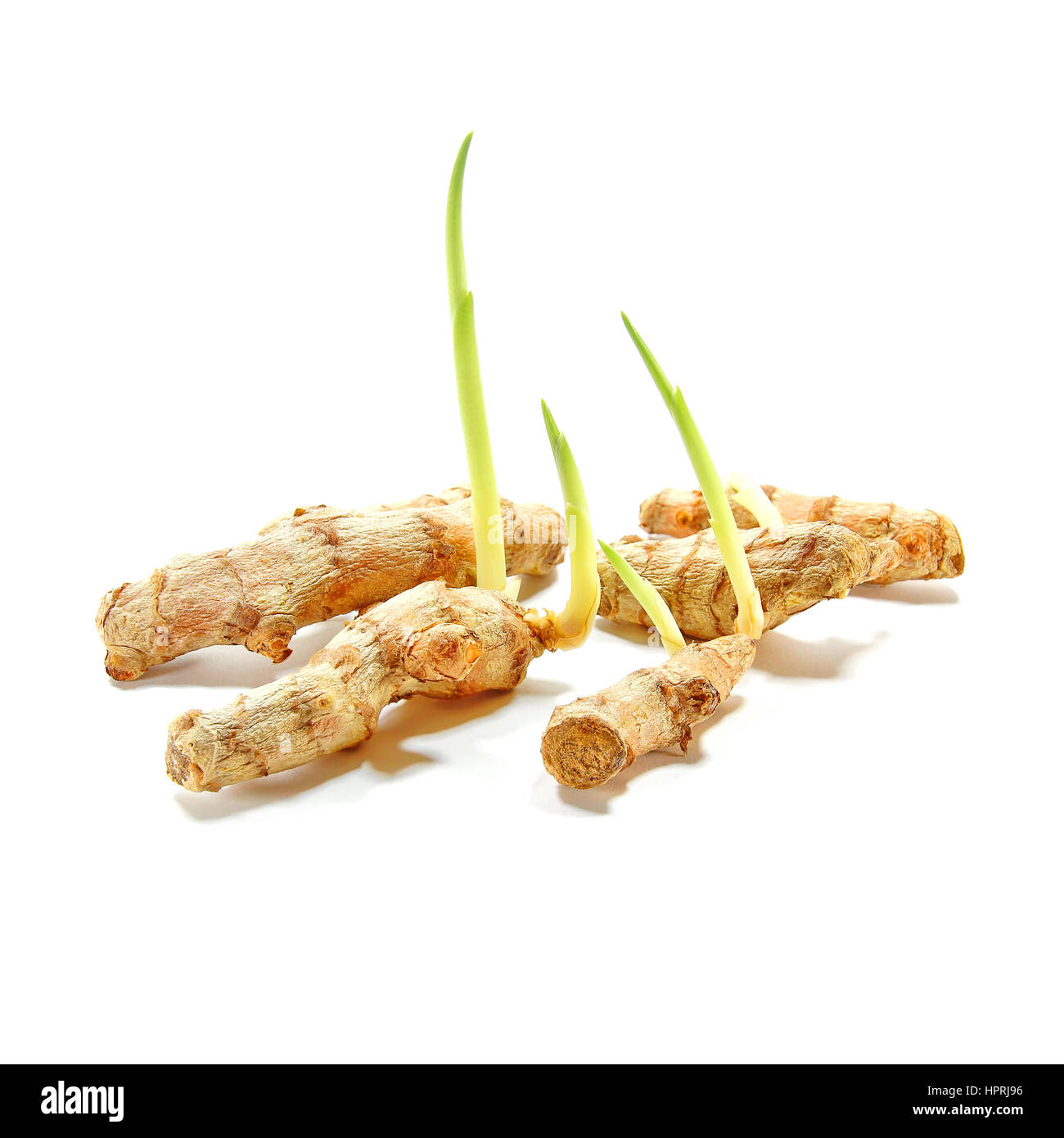 Growing Plant - Turmeric Isolated on White Background Stock Photo