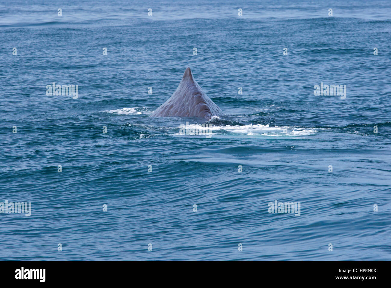Kaikoura, Canterbury, New Zealand. The ridged back of a sperm whale (Physeter macrocephalus) visible above the ocean surface. Stock Photo