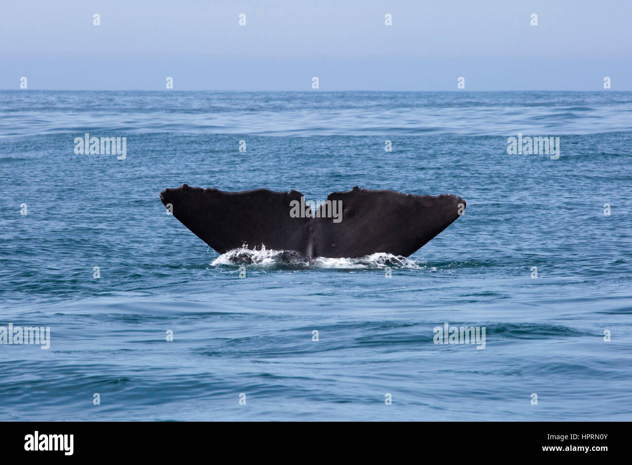 Kaikoura, Canterbury, New Zealand. The tail flukes of a sperm whale (Physeter macrocephalus) disappearing into the Pacific Ocean. Stock Photo