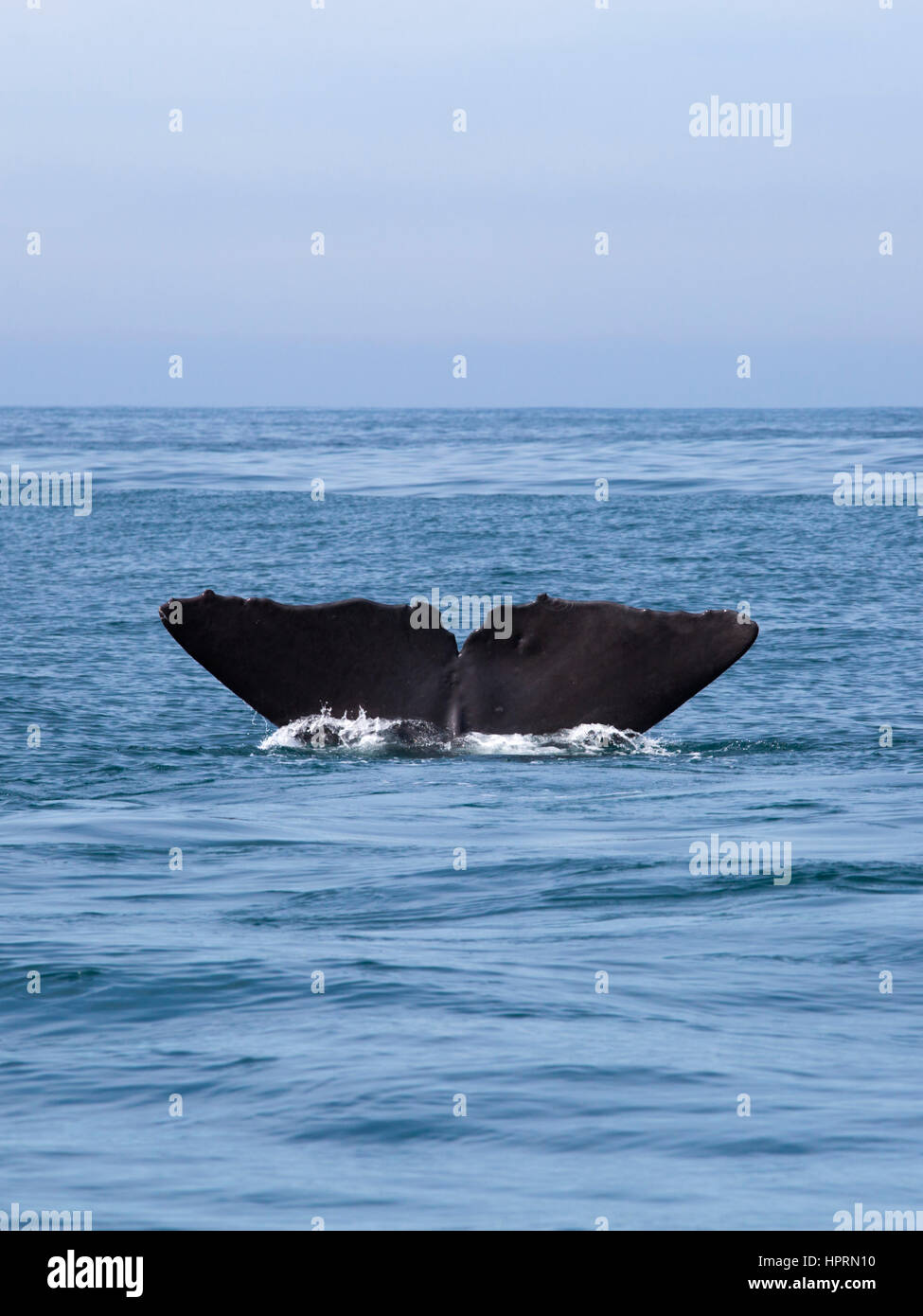 Kaikoura, Canterbury, New Zealand. The tail flukes of a sperm whale (Physeter macrocephalus) disappearing into the Pacific Ocean. Stock Photo