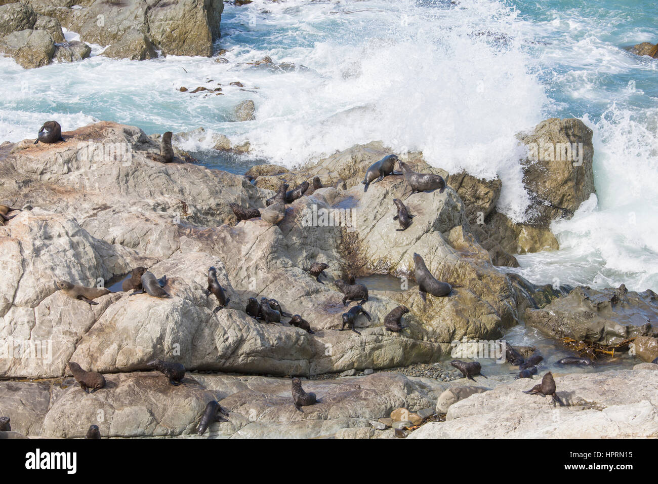 Kaikoura, Canterbury, New Zealand. Colony of New Zealand fur seals (Arctocephalus forsteri) on wave-battered rocks at Ohau Point. Stock Photo