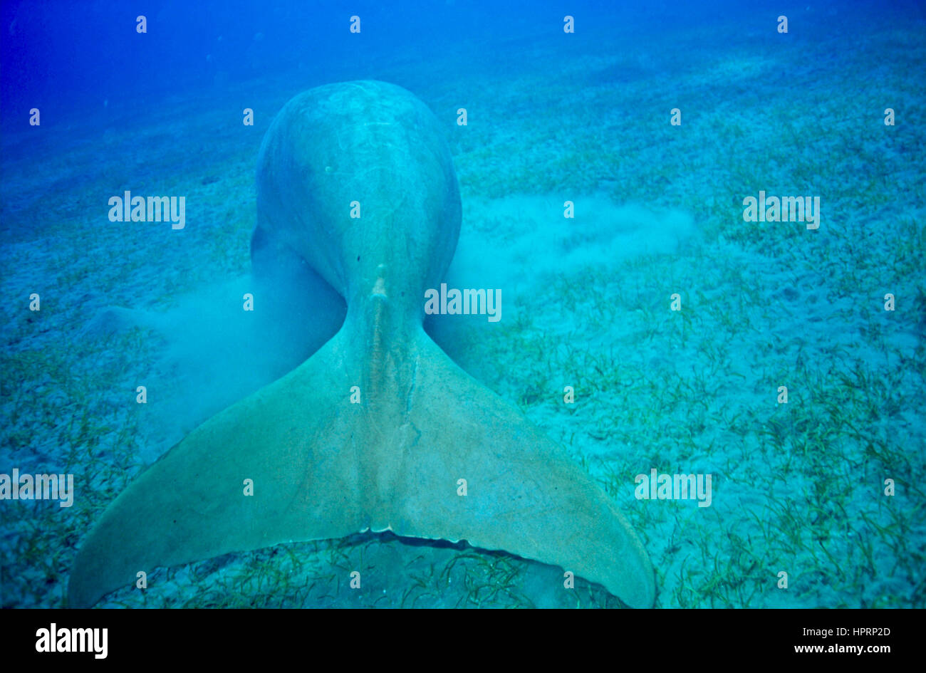 The tail of a dugong (Dugong dugon), showing its fluked shape, which is like that of whales - and is not paddle-shaped as it is in manatees. Red Sea. Stock Photo