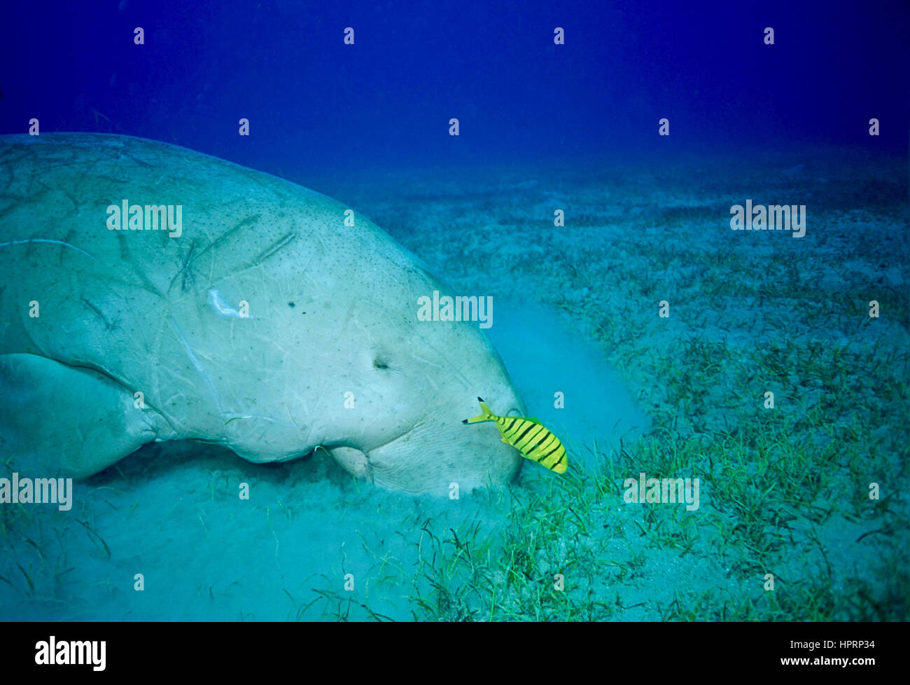 A dugong (Dugong dugon), with its accompanying pilot fish (Gnathanodon speciosus), feeding voraciously on sea grass. Vulnerable on IUCN Red List. Stock Photo