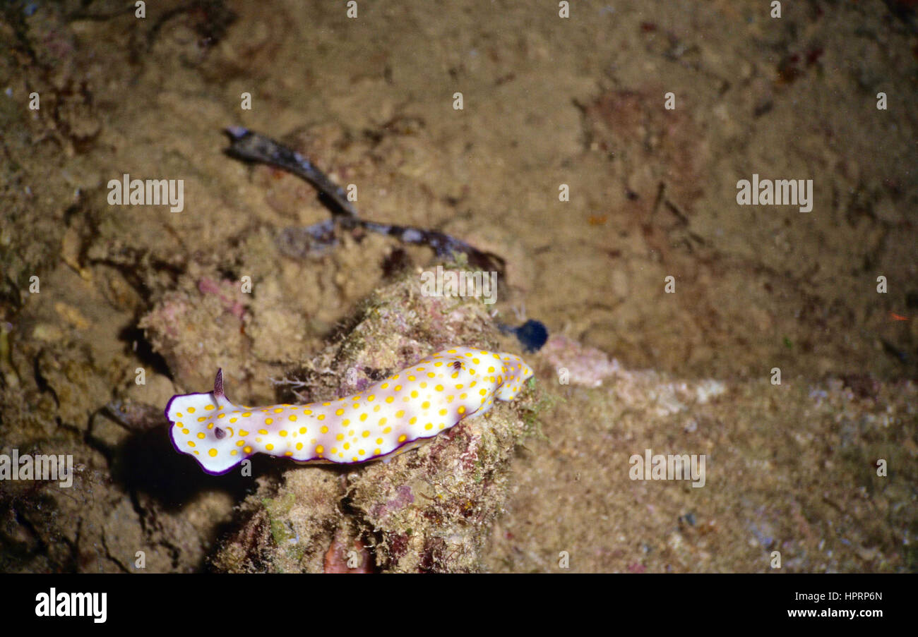 Slugs on land are generally not beautiful. Sea slugs - or nudibranchs - are! This one is Risbecia pulchella). Photographed in the Egyptian Red Sea. Stock Photo