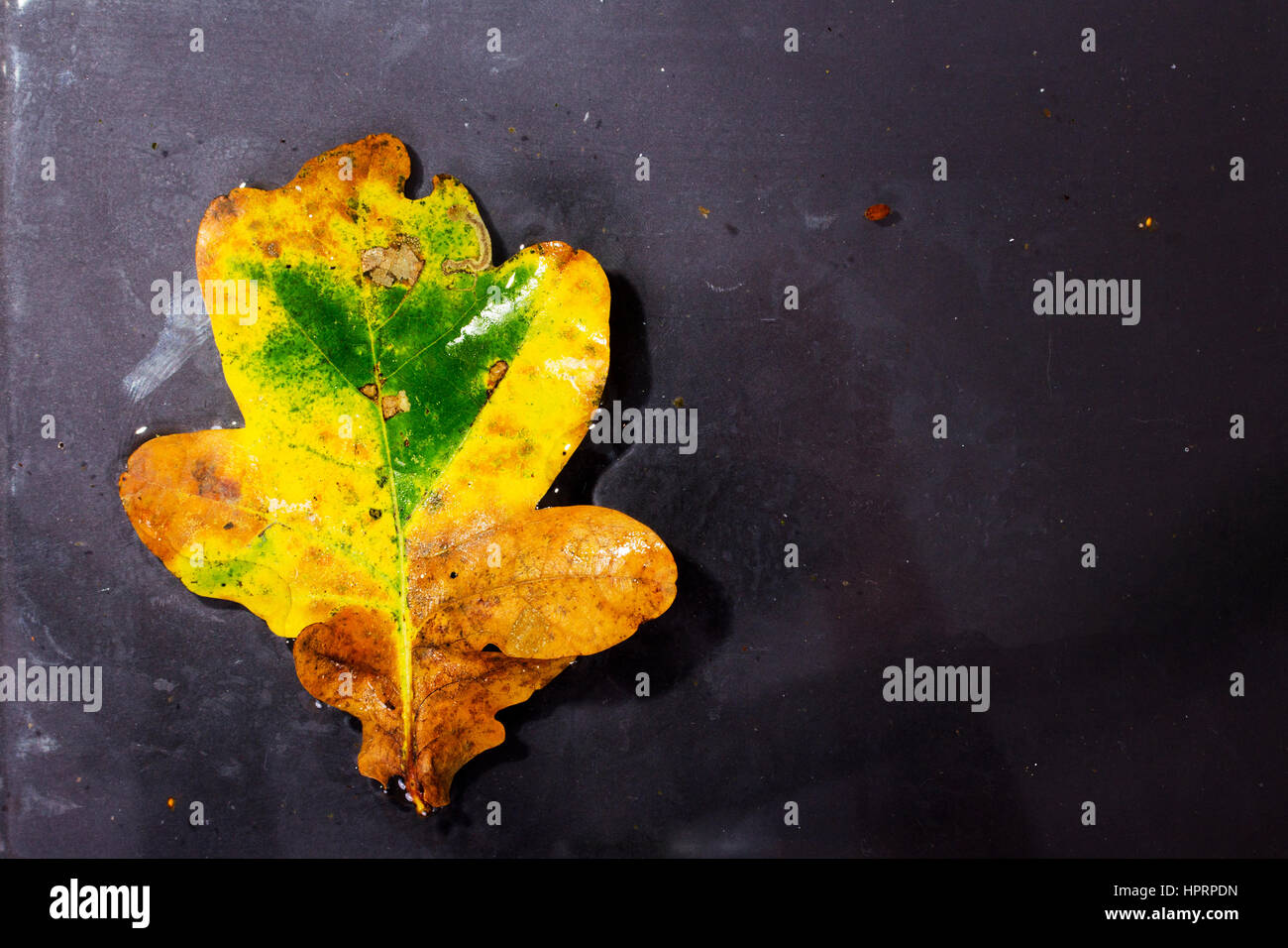 Bright colourful autumn leaf floating in water with ripples Stock Photo ...