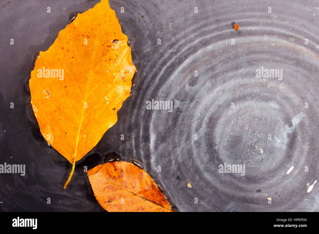 Bright colourful autumn leaf floating in water with ripples Stock Photo ...