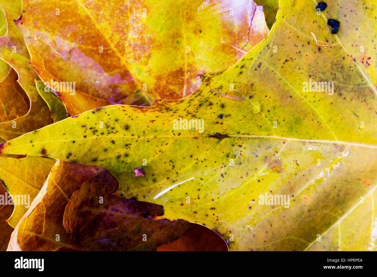 Close up of frozen autumn leaves with ice on them Stock Photo - Alamy