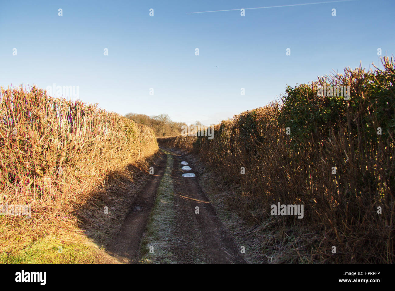 Pathfields Mudge Way Muddy country path with hedges on both sides Stock Photo - Alamy