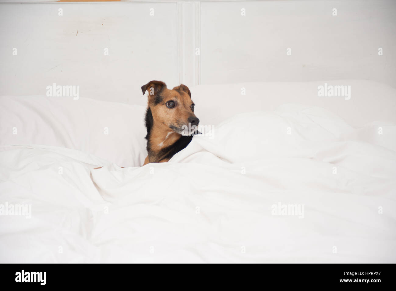 Black and Tan Jack Russell terrier all white sheets background, snuggled up in bed with white duvet, only face showing Stock Photo