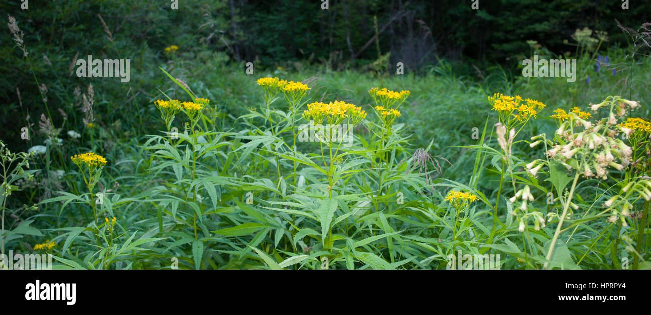Woodland flowers near Paekdusan, DPRK / North Korea Stock Photo Alamy