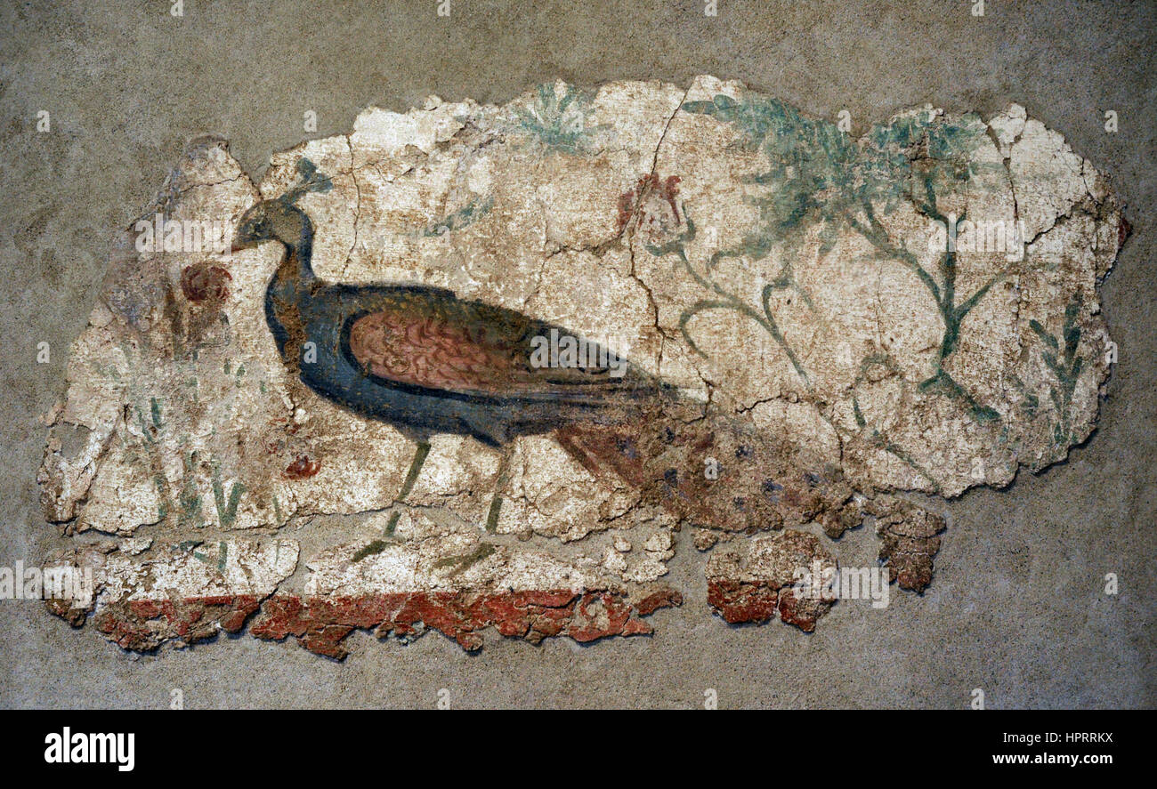 Roman Period. Wall painting. 2nd-3rd century AD. Peacock. Symbol of eternity. In the peak pomegranate, attribute of the goddes Hera. Roman domus. Spain. National Archaeological Museum. Tarragona. Catalonia, Spain. Stock Photo
