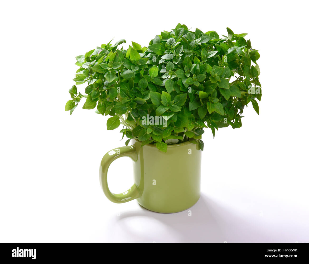 fresh green basil isolated on white background Stock Photo - Alamy