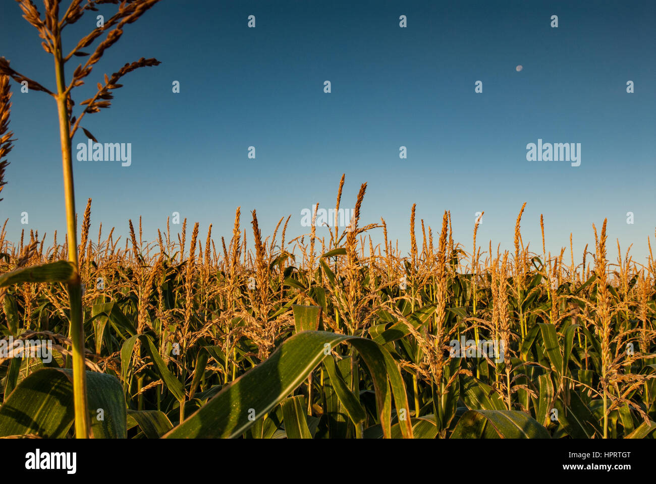 Maize crop ripening in sunny field in England, UK Stock Photo - Alamy