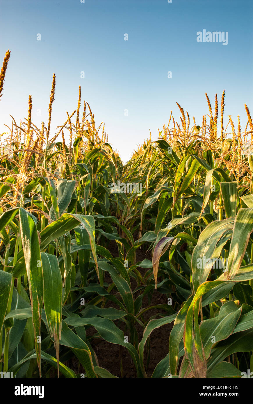 Maize crop ripening in sunny field in England, UK Stock Photo - Alamy