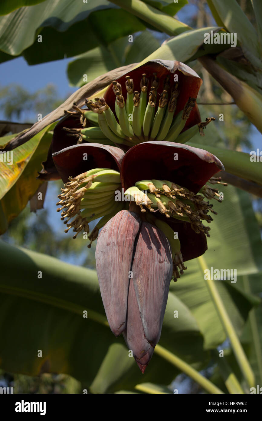Close up of Red banana blossom with blur background Stock Photo - Alamy