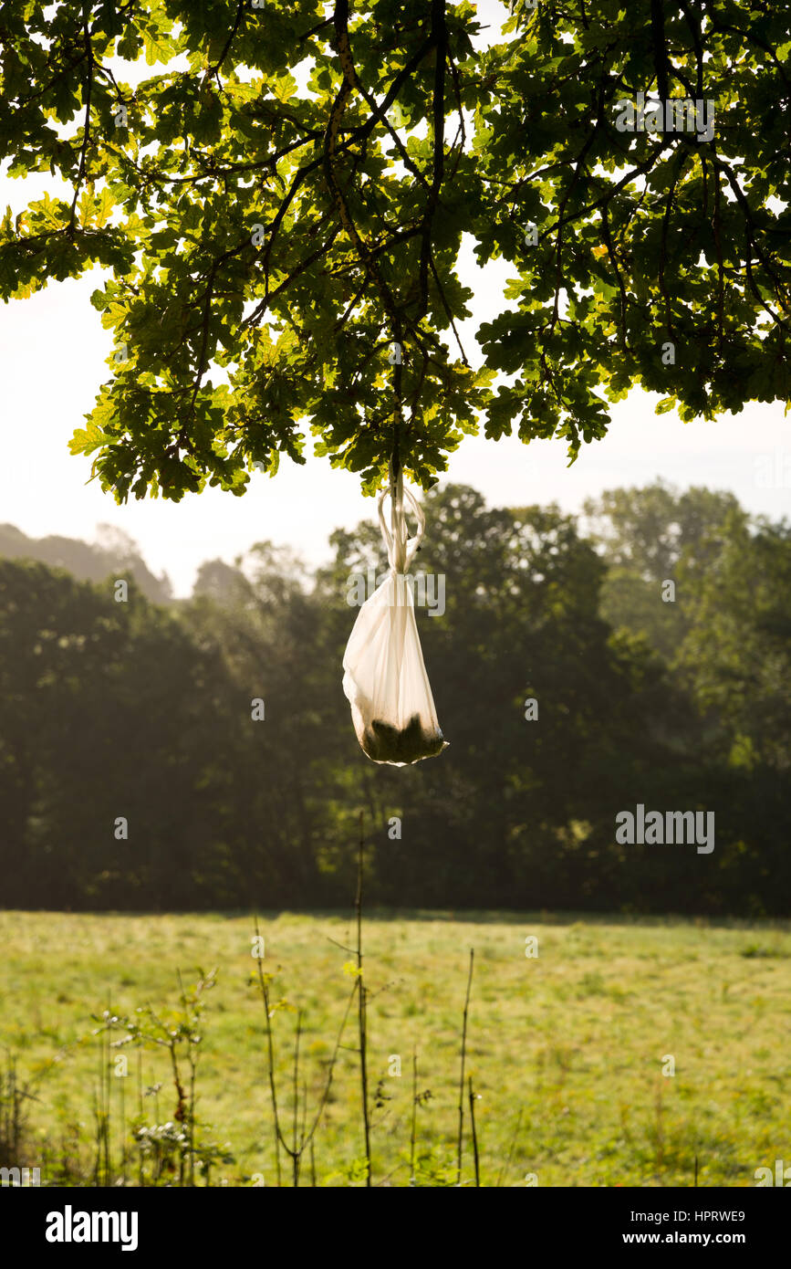 Dog poo bags left hanging, to be collected later Stock Photo Alamy
