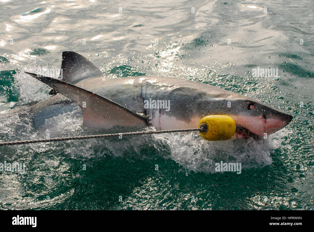 A great white shark bites into the bait from a cge diving boat in Gansbaai, South Africa Stock Photo