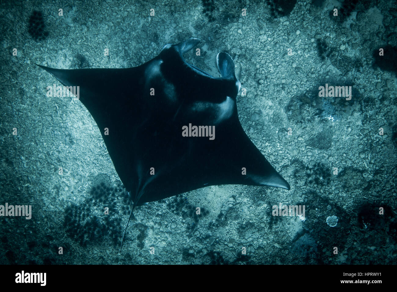 A Manta Ray - Manta alfredi - swims over the rubble reef at Manta point. Taken in Komodo National Park, Indonesia. Stock Photo