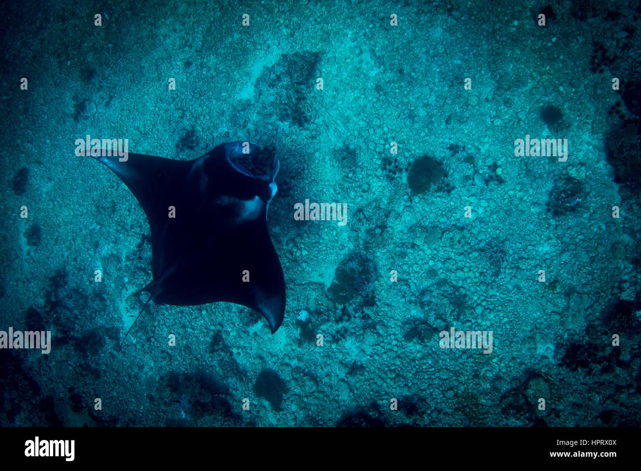 A Manta Ray - Manta alfredi - swims over the rubble reef at Manta point. Taken in Komodo National Park, Indonesia. Stock Photo