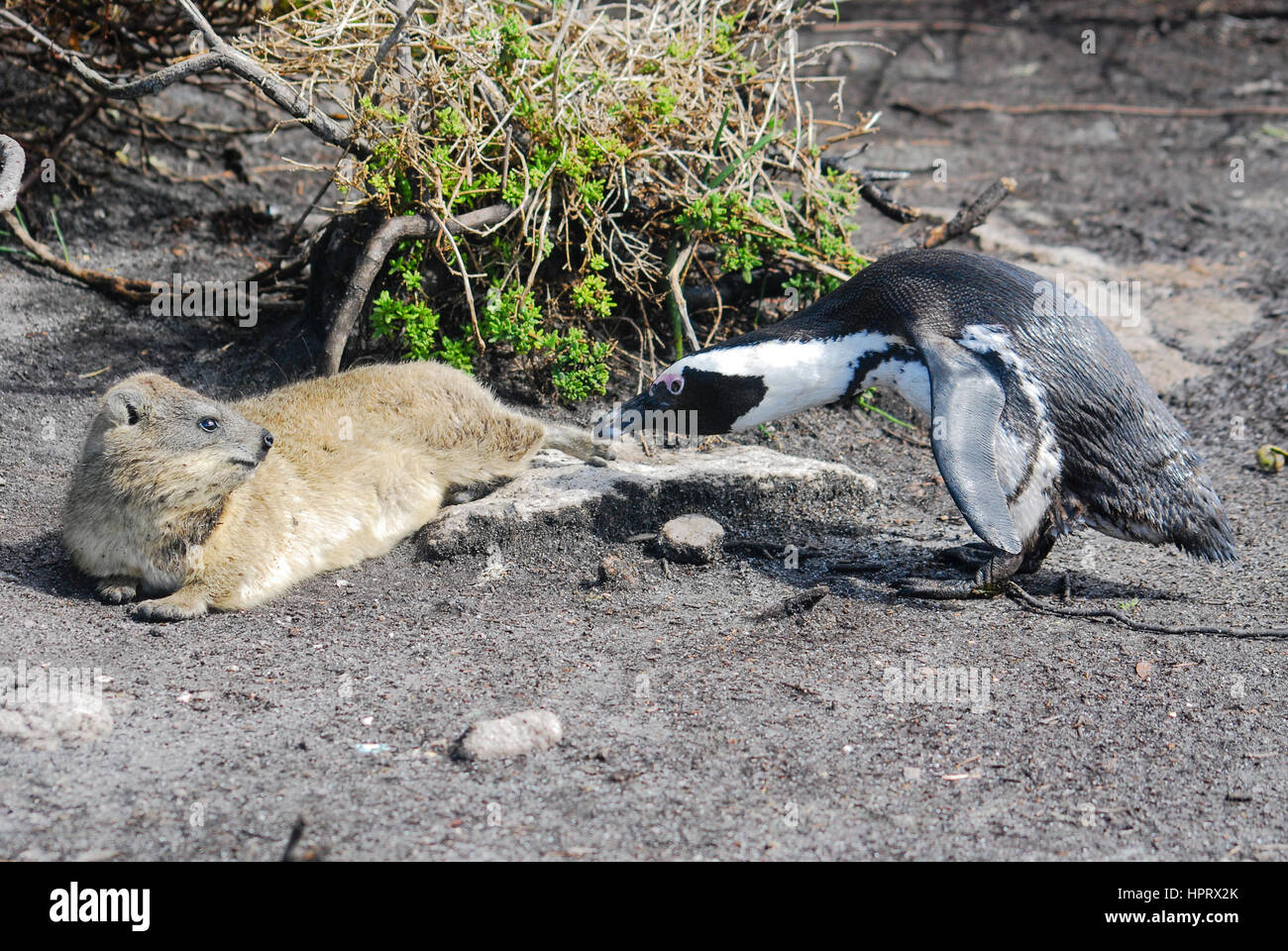 A South African penguin confronting a dassie (rock hyrax) in False Bay, South Africa Stock Photo