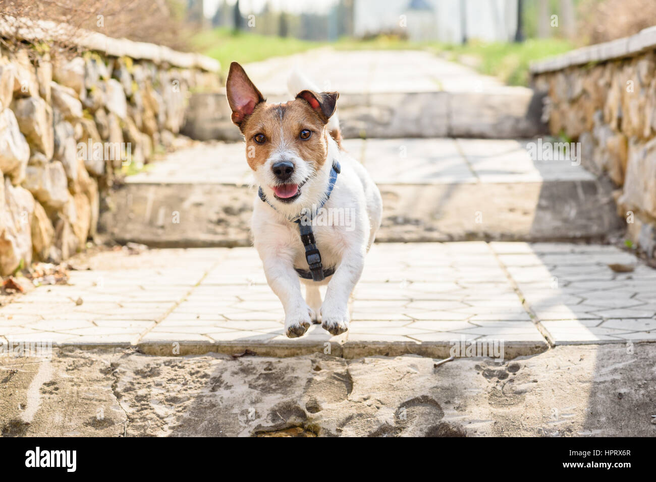 Cute dog running and playing on ladder stairs looking at camera Stock Photo