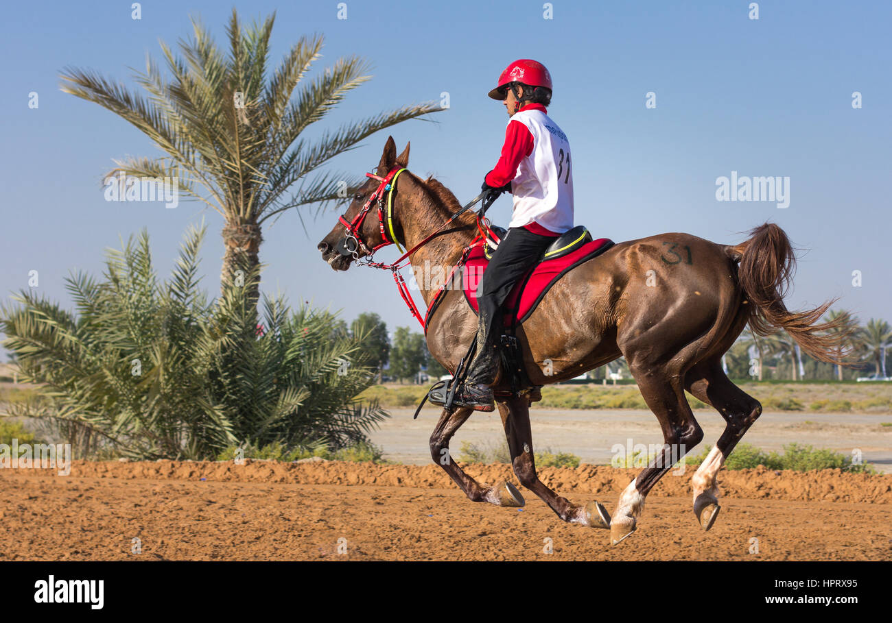 Dubai, UAE - Dec 19, 2014: Rider and his horse participating in a desert endurance  race Stock Photo - Alamy